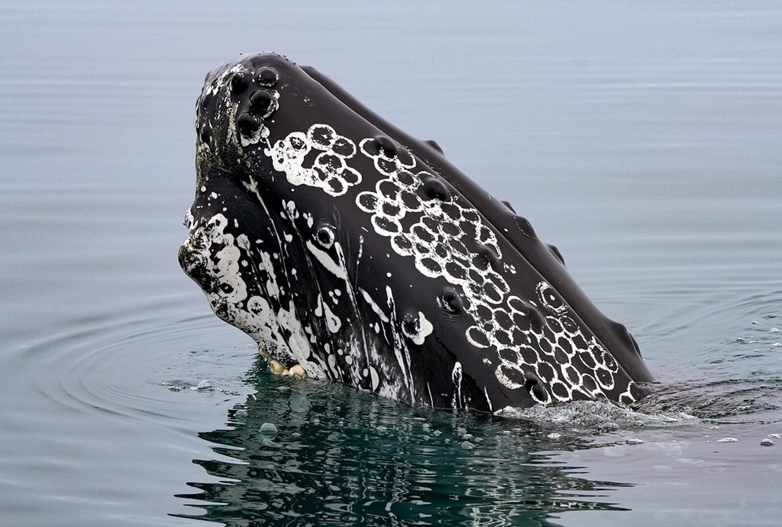 2027_Island-Rundreise_Bild_7